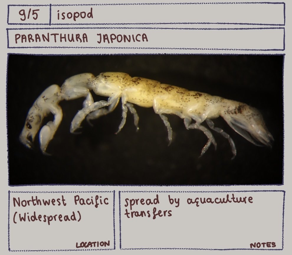 Bug of the day
Paranthura japonica
