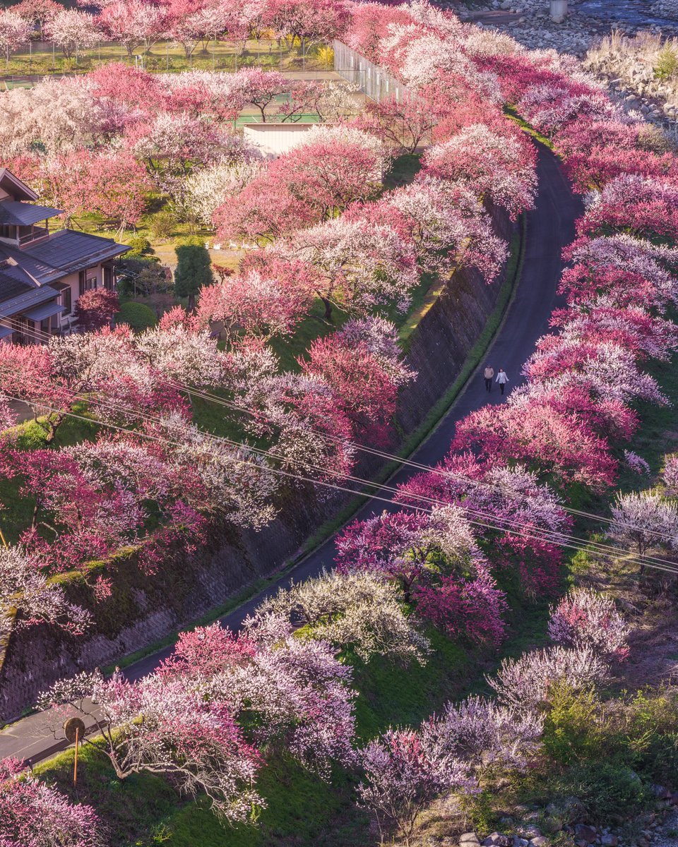 onotch_x's tweet image. 一度行ってみたかった花桃の里についに行けました🌸