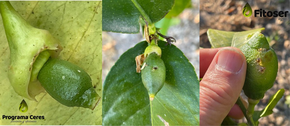 FitoserA's tweet photo. Limones con buen calibre también están viéndose afectados por Prays citri, especialmente con las altas poblaciones que estamos observando este año. La presión es mayor en comparación con campañas anteriores. Hay que valorar intervención en los próximos días. ¡Atentos! 💪 https://t.co/eiDRDLO3Ke