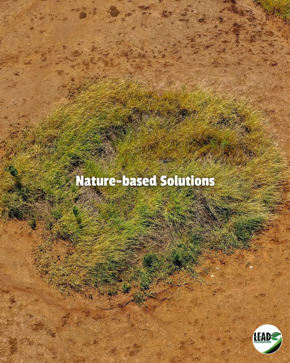 Healing land, uplifting lives 🌍🌱
At LEAD Foundation, we scale up #NatureBasedSolutions like #FMNR (Kisiki Hai) and rainwater harvesting to restore ecosystems and support communities.
#LandRestoration #Agroforestry #ClimateResilience