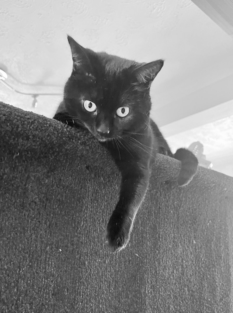 Happy Friday fluffoholics have a dangle of a day 🧡😹
#kaloc 
#catsnoirfriday 
#teambengal