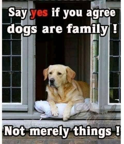 Our dogs are always family 💞