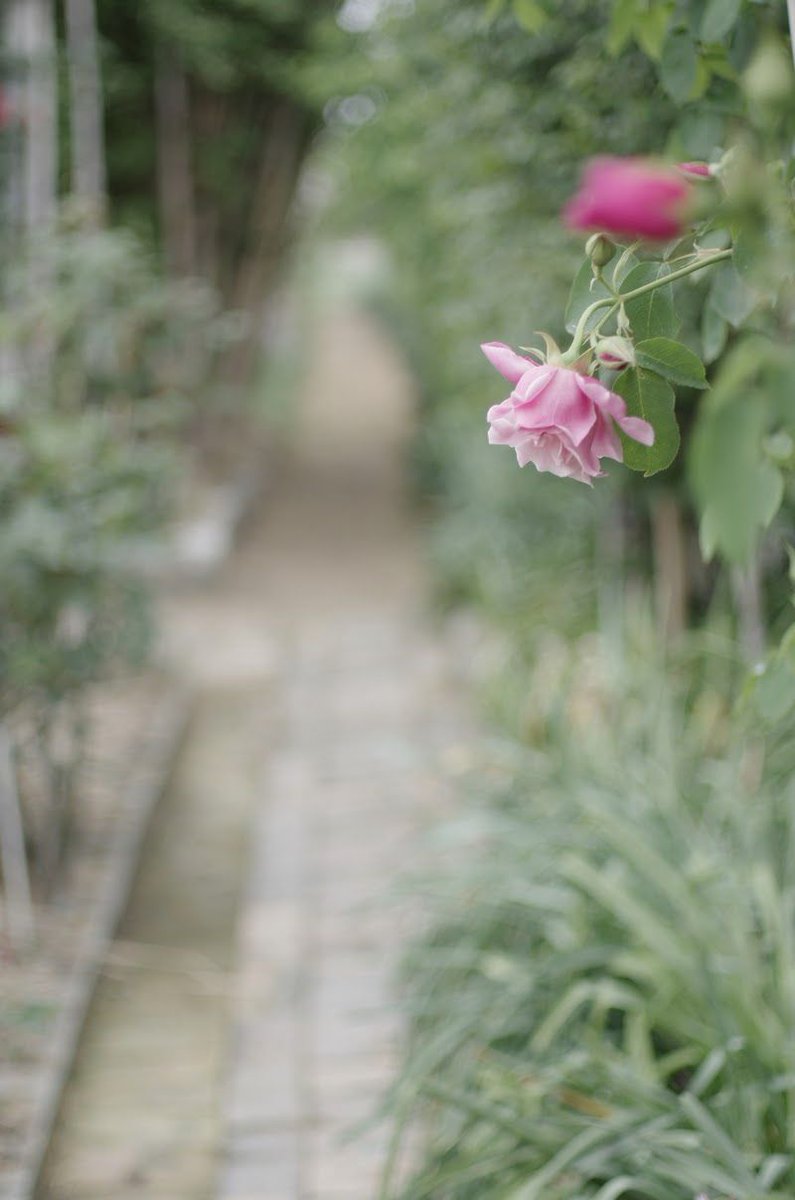 momotuyon's tweet photo. こんばんは
2015年5月9日の写真です
#TLを花でいっぱいにしよう
#pentax #K_5
古いコシナの28ミリと #FA43limited https://t.co/l2MLuCFbo0