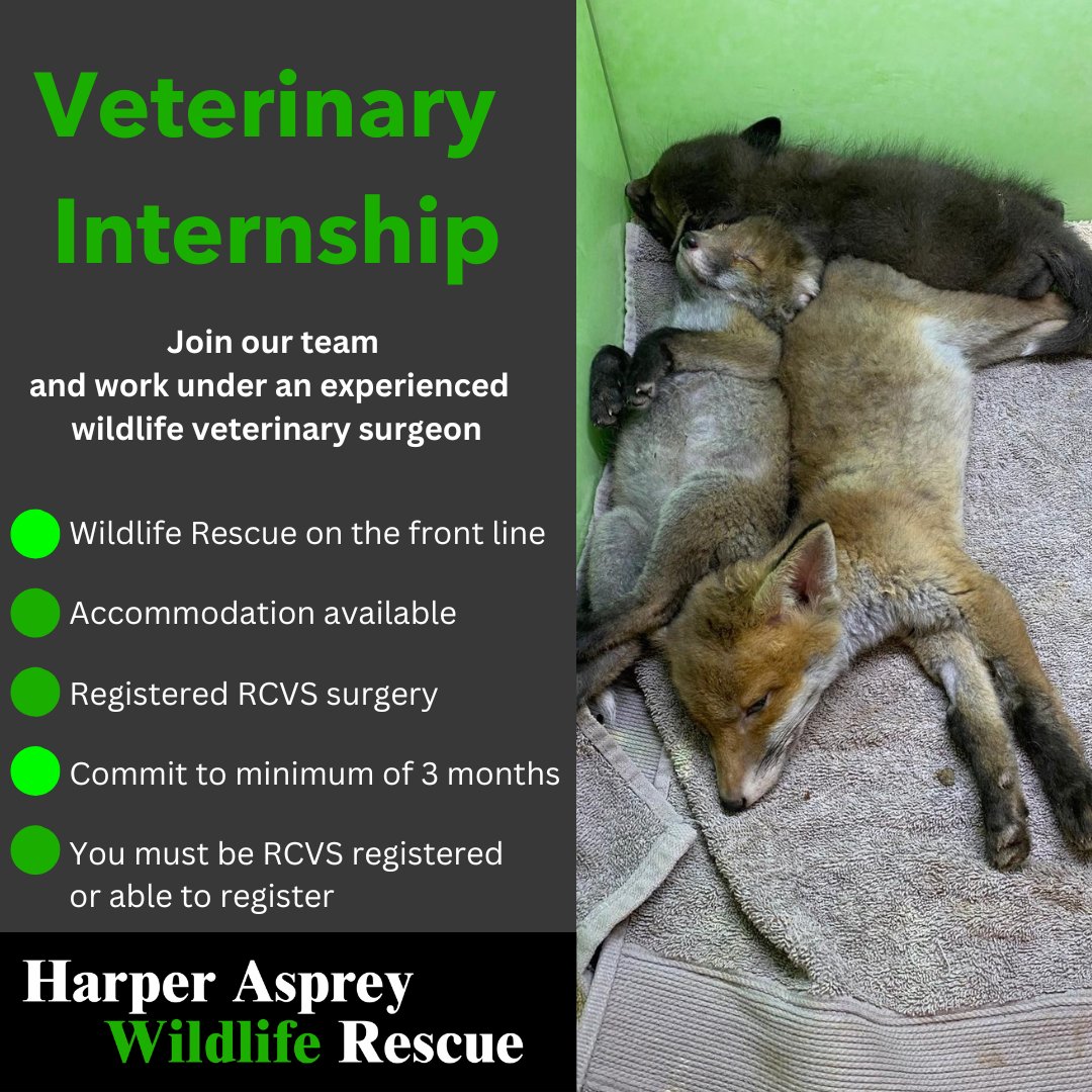Join our team at Harper Asprey Wildlife Rescue as a veterinary intern and get the best experience in UK wildlife medicine, working beside our experienced wildlife vet. You must commit to a minimum of three months and be RCVS registered. Email workingwithus@hawr.co.uk.