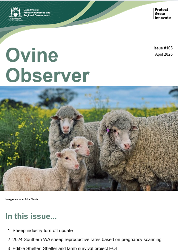 Our latest edition of the Ovine Observer is out now! Read the latest on sheep industry turn-off, southern WA sheep reproductive rates, our updated lambing planner app, and the latest in sheep research projects. Head to our website for more 👇
dpird.wa.gov.au/about-us/newsl…
