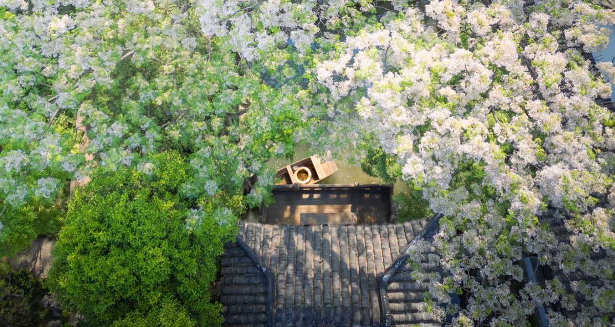 jiangsuandyou's tweet photo. Parting with Spring at Suzhou's Yiyuan Garden — Chinaberry Blossoms in Full Bloom
#SuzhouSpring #YiyuanGarden #ChinaberryBlossoms #FarewellSpring #GardenStroll #HiddenGemsChina #ChinaTravel #JiangsuTravel @VisitSuzhou @iSuzhou https://t.co/LLnfpOnmHf