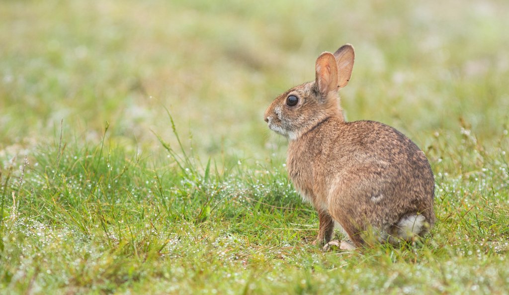 WorldLagomorph's tweet image. A new study reflects about the importance of islands for the conservation of New England cottontail, revealing how islands with no predators can be used for conservation goals.
doi.org/10.1002/jwmg.7…
📸Doug Hitchcox
