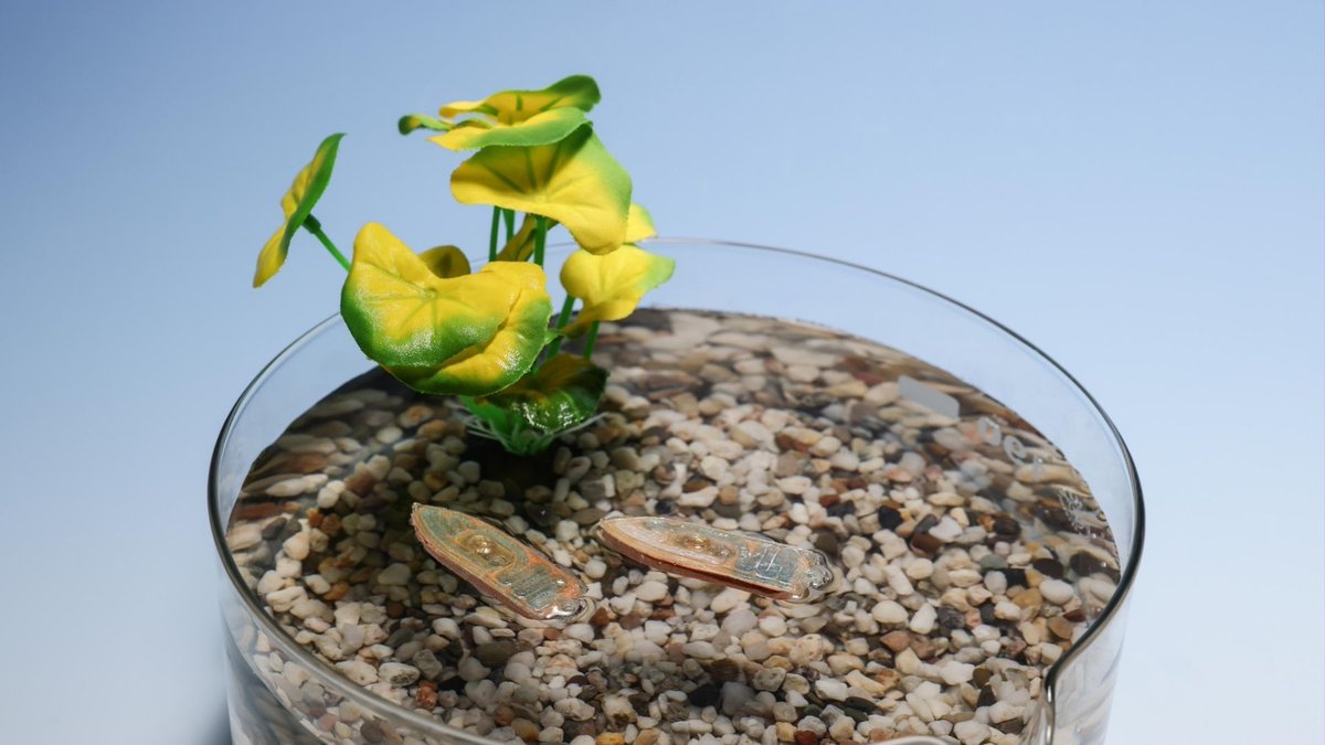 Xor Systems (@xors) on Twitter photo World’s first edible robots clean up water, then become snacks for the fish they help --> <a href="/IntEngineering/">Interesting Engineering</a>
#Robotics #Engineering #AI #MachineLearning #TechForGood
buff.ly/T1CsCHs World’s first edible robots clean up water, then become snacks for the fish they help --> <a href="/IntEngineering/">Interesting Engineering</a>
#Robotics #Engineering #AI #MachineLearning #TechForGood
buff.ly/T1CsCHs
