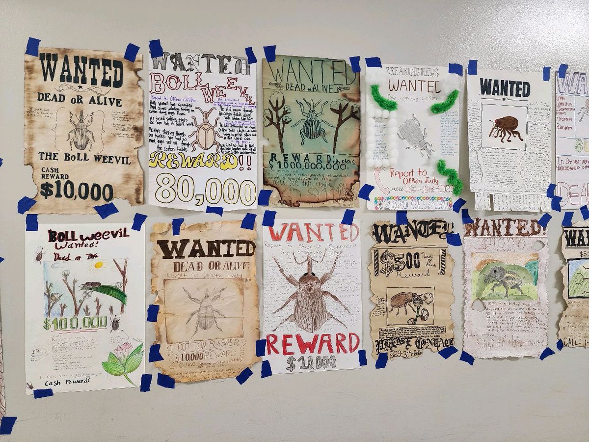TupeloMiddle's tweet image. Teresa Bernauer, &quot;Mrs. B,&quot; of Tupelo Middle School social studies class created &quot;WANTED- DEAD or ALIVE&quot; posters for the destructive boll weevils of MS since 1907.

#MAC