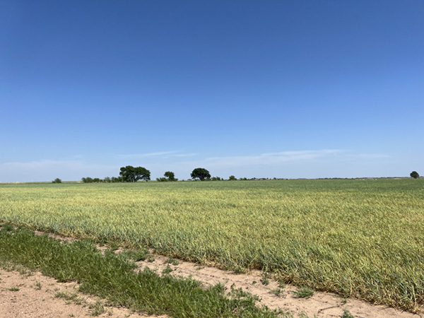 K-State Agronomy (@kstateagron) on Twitter photo Seeing yellow #wheat in KS fields? It could be wheat streak mosaic virus.
❓Will fungicides help? No.
❓What can you do now? Not much.
âś… Prep for 2025: kill volunteer wheat post-harvest.
Details, maps, and what to expect: bit.ly/3SwJ7gU #ksag <a href="/KSUWheatDisease/">KSU Wheat Pathology</a> <a href="/KSUWheat/">Romulo Lollato</a> Seeing yellow #wheat in KS fields? It could be wheat streak mosaic virus.
❓Will fungicides help? No.
❓What can you do now? Not much.
âś… Prep for 2025: kill volunteer wheat post-harvest.
Details, maps, and what to expect: bit.ly/3SwJ7gU #ksag <a href="/KSUWheatDisease/">KSU Wheat Pathology</a> <a href="/KSUWheat/">Romulo Lollato</a>