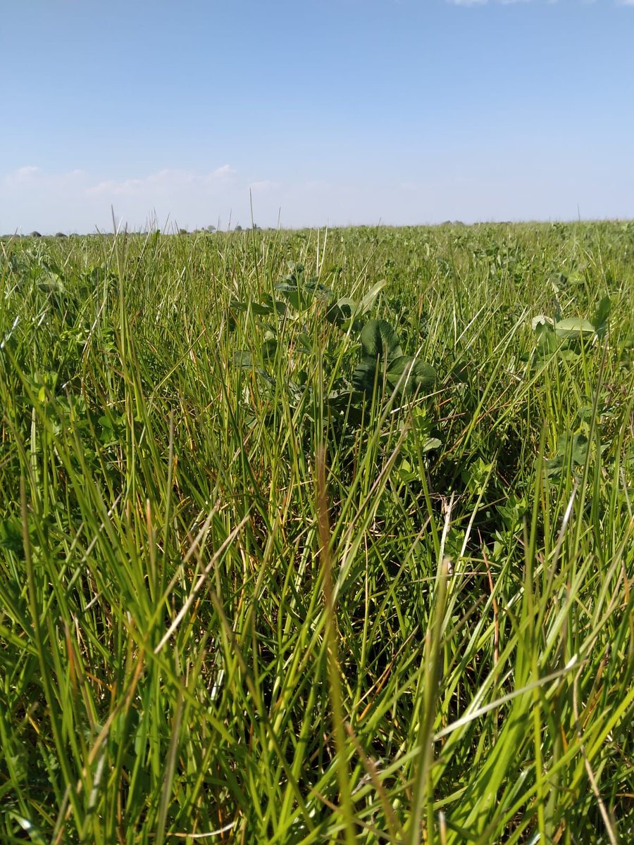 Legume Fallow mix with rye grass helping compete with black grass. 👍
Martin Fen, Lincolnshire
