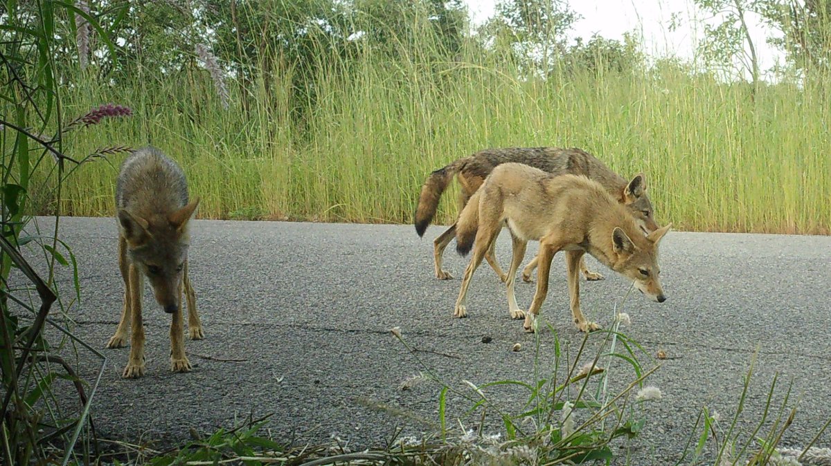 Camera Trap Picture of the Week 

African Wolf 🐺  are highly adaptable canids, known for their opportunistic, omnivorous diet, social pack behavior, &amp; unique communication skills.  They are skilled hunters, often hunting in groups of 4 to 5.

Photo: Yankari Game Reserve 
#wolf