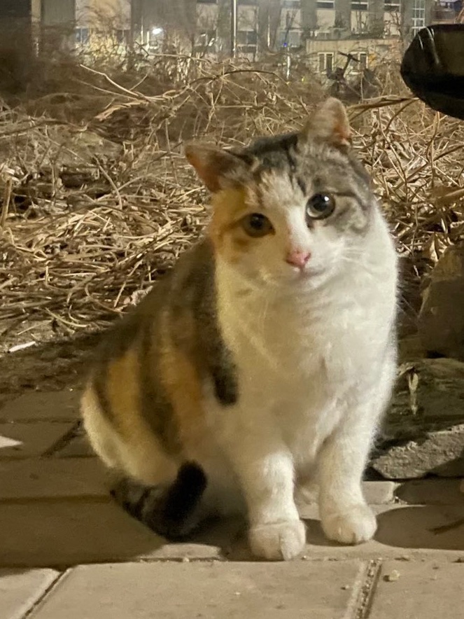 🐈+🐈‍⬛고양이 입양 홍보
로드킬로 단짝 친구를 잃은 삼색 아씨의 평생 가족을 찾고 있습니다. 아씨가 지내시는 곳이 위험하다고 해요.