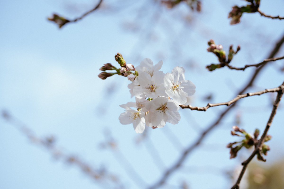 #イカリ桜フォトコン2025