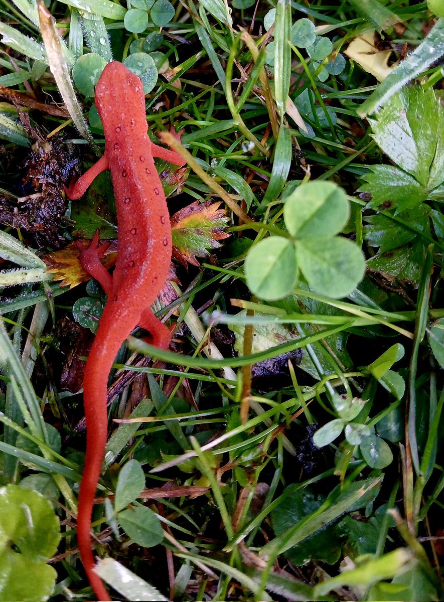 RememberMe_2018's tweet image. I slither hither
thither upon my will
grass covered meadow
or damp little hill
I'm in fact quite delicate
my skin is Oh so thin
but do not think me weak
for when I prey,I always win 
so ponder me with your eyes
upon me take a gander
I'm in fact a beauty 
my name is Salamander🎩