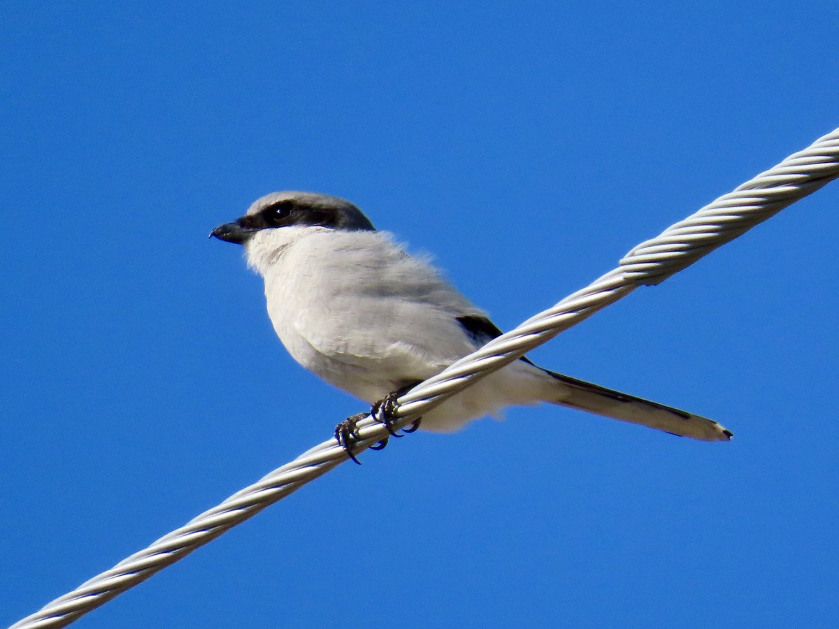 arrivedeh's tweet photo. A loggerhead shrike spotted just south of the city while running our dog.
#birdwatching #birding #LoggerheadShike #shrikes #BirdsSeenIn2025 #birdphotography https://t.co/QRy73PO0Pg
