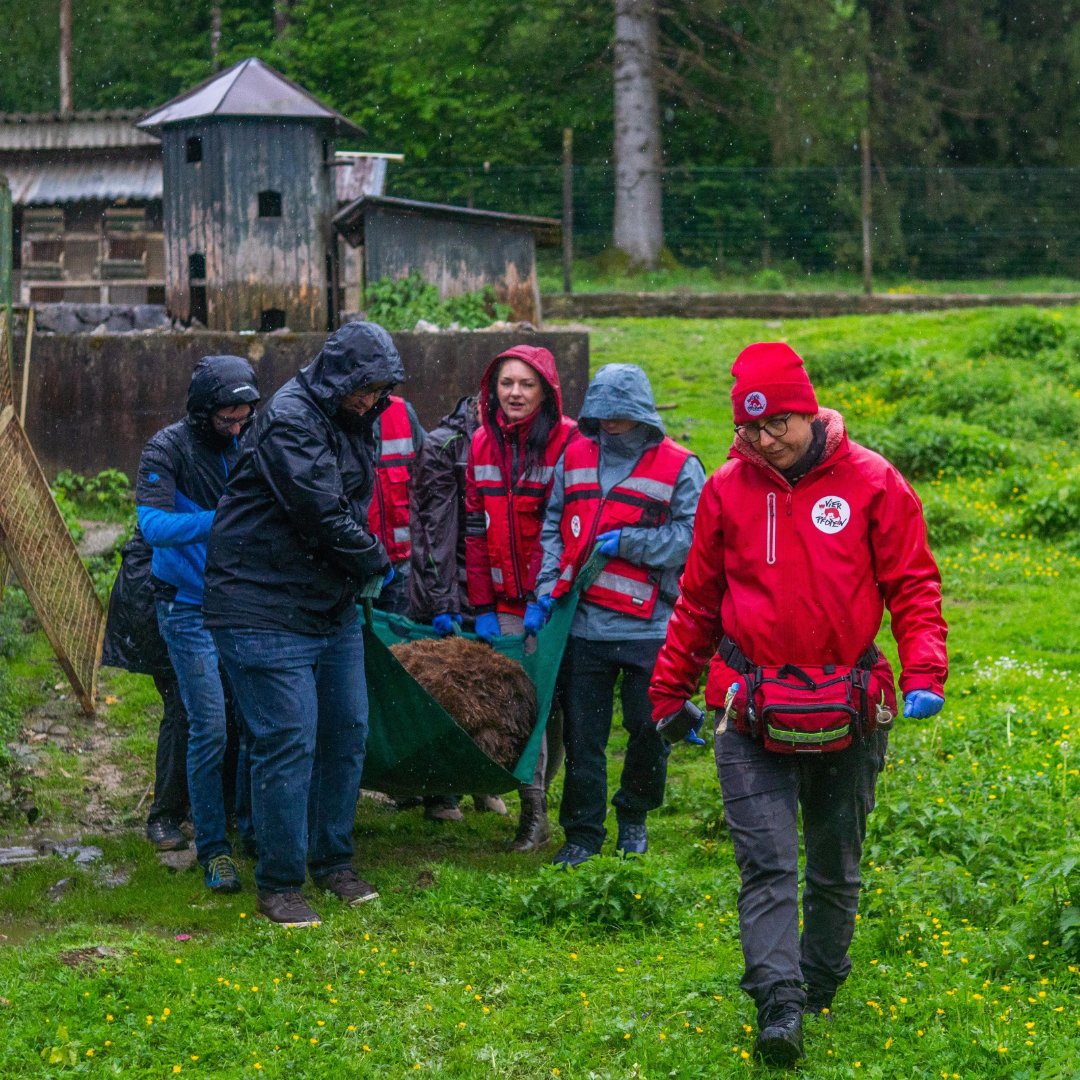 fourpawsint's tweet image. Bear Felix is home and our hearts are full! 🐻🇸🇮
After an 8 hour journey from Slovenia to Austria, we are over the moon to report that this gentle soul has arrived safe and sound at our BEAR SANCTUARY Arbesbach. 🌄