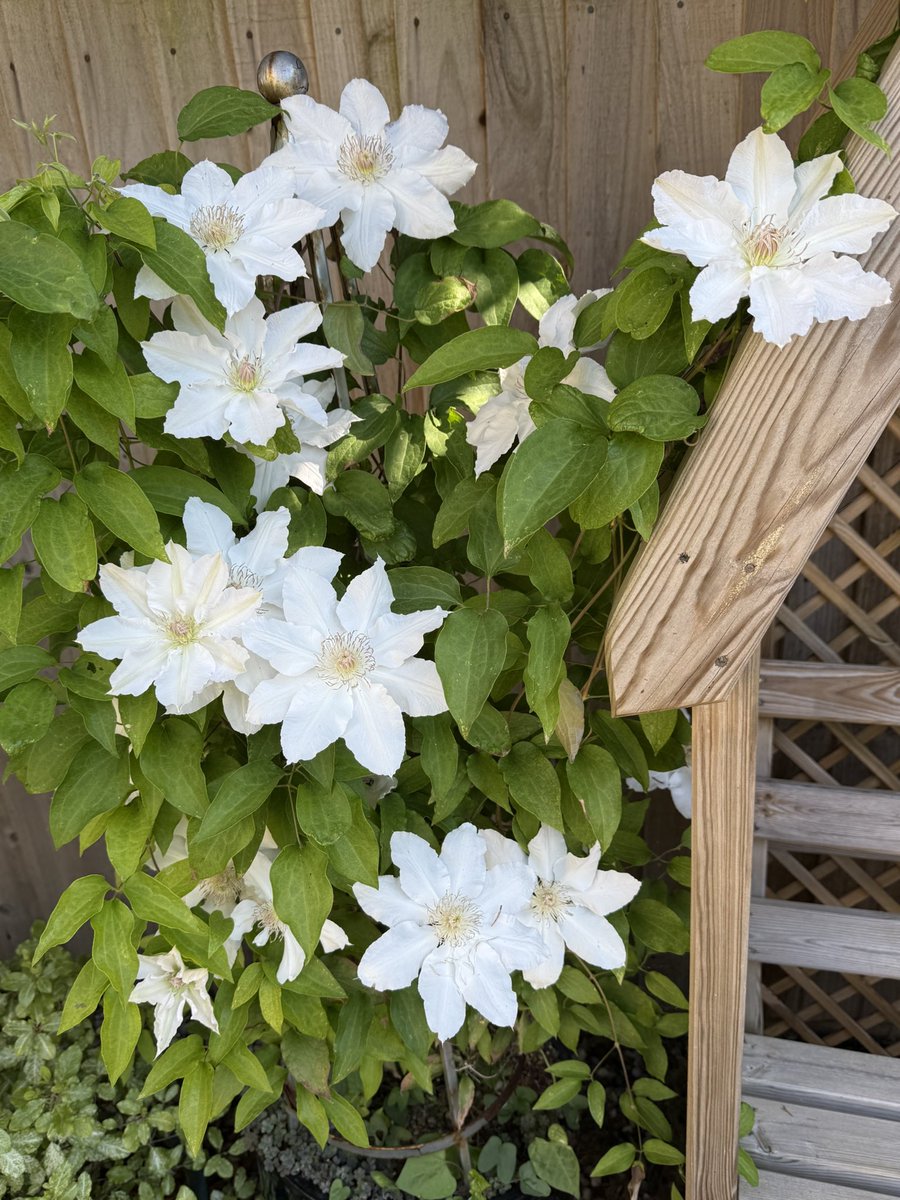 DavePharaohs's tweet photo. @RaymondEvison Clematis ‘Hyde Hall’ supplied by you @AlanDown and still thriving in the same pot after 9 years! https://t.co/iwsQrXV0pY