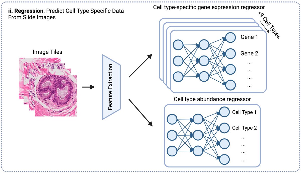 🔬 Meet SLIDE-EX: an #AI model that predicts cell type-specific gene expression and abundance directly from histopathology slides.

🧬 No #RNA #sequencing needed. Just images.

🧵1/8
biorxiv.org/content/10.110…