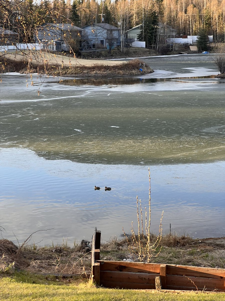 elzie_garrett's tweet image. Good morning my friends on X, 6:30 in the morning sun is shining and the pond in my back yard is starting to thaw.
#WelcomeSpring