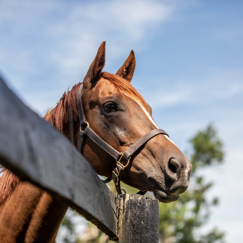 Get the full circle experience at <a href="/AirdrieStud/">Airdrie Stud</a> in Midway, where you'll see everything from top stallions to young foals and their mommas.

Book your visit: tinyurl.com/3faks6da

#VisitHorseCountry