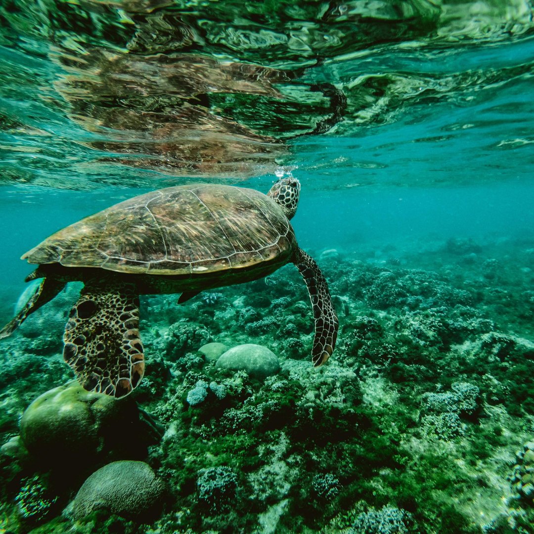 To celebrate his 99th birthday, Sir David Attenborough has launched Ocean—a powerful new documentary spotlighting the threats to our seas, and how to help

Read our latest blog to learn how you can be part of the change: friendlysoap.co.uk/blogs/news/the…

#OceanTheMovie #DavidAttenborough