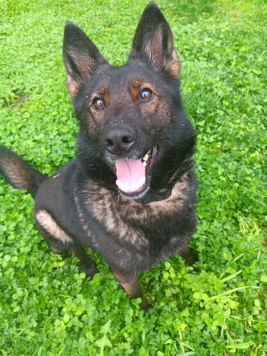 Have a great k9 weekend everyone! K9 Oki 

#countryfied #germanshepherd