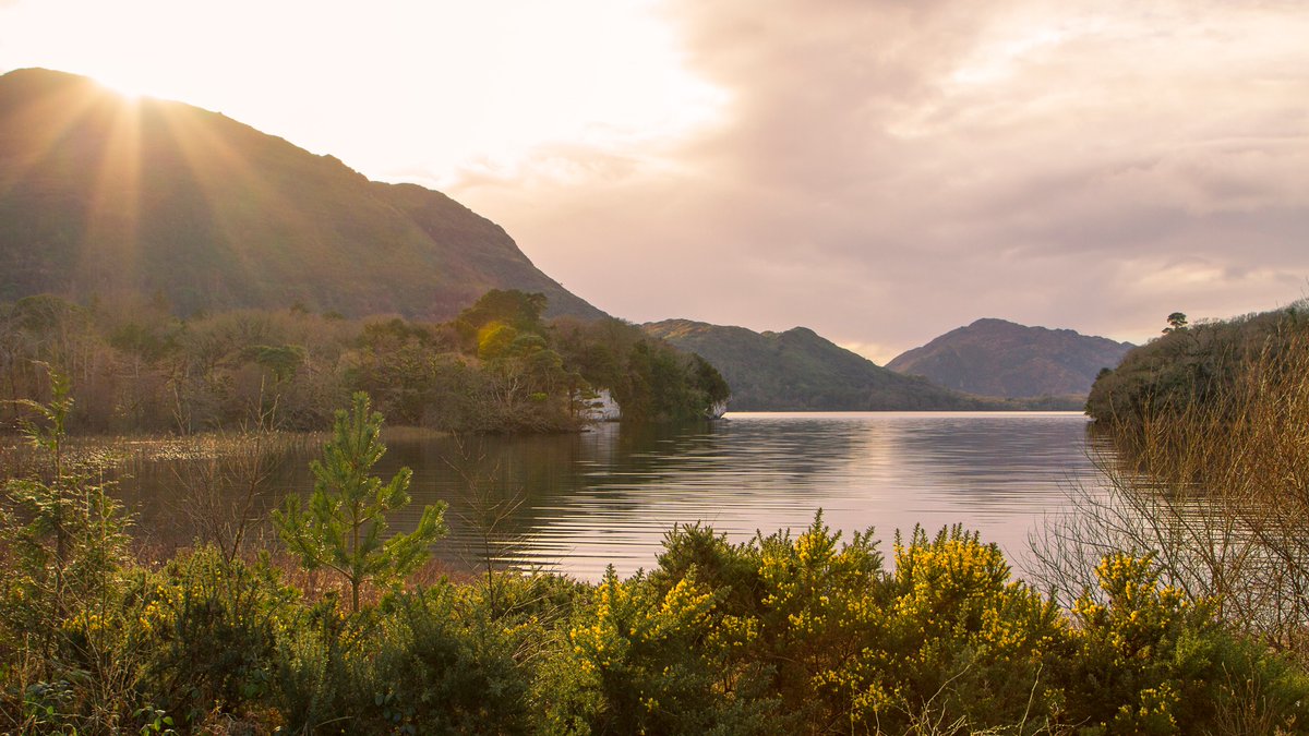 DestinationKillarney (@dkillarney) on Twitter photo The Lakes of Killarney truly are mesmerizing to see in person
We highly recommend a guided boat tour of the lakes to truly appreciate how spectacular they are!
Find out more at destinationkillarney.ie
๐ท: Lakes of Killarney
#lovekillarney The Lakes of Killarney truly are mesmerizing to see in person
We highly recommend a guided boat tour of the lakes to truly appreciate how spectacular they are!
Find out more at destinationkillarney.ie
๐ท: Lakes of Killarney
#lovekillarney