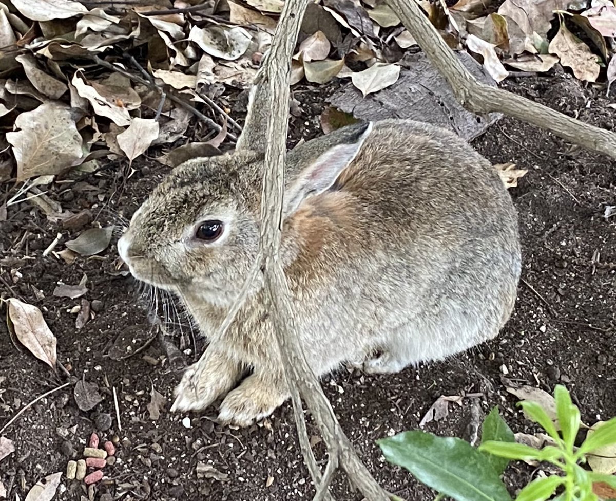 salonsou1121's tweet photo. @DPNiQ0tcAqvqW2f あくびサイコーですね🐰！！！😍 https://t.co/wu6k3hHf1F