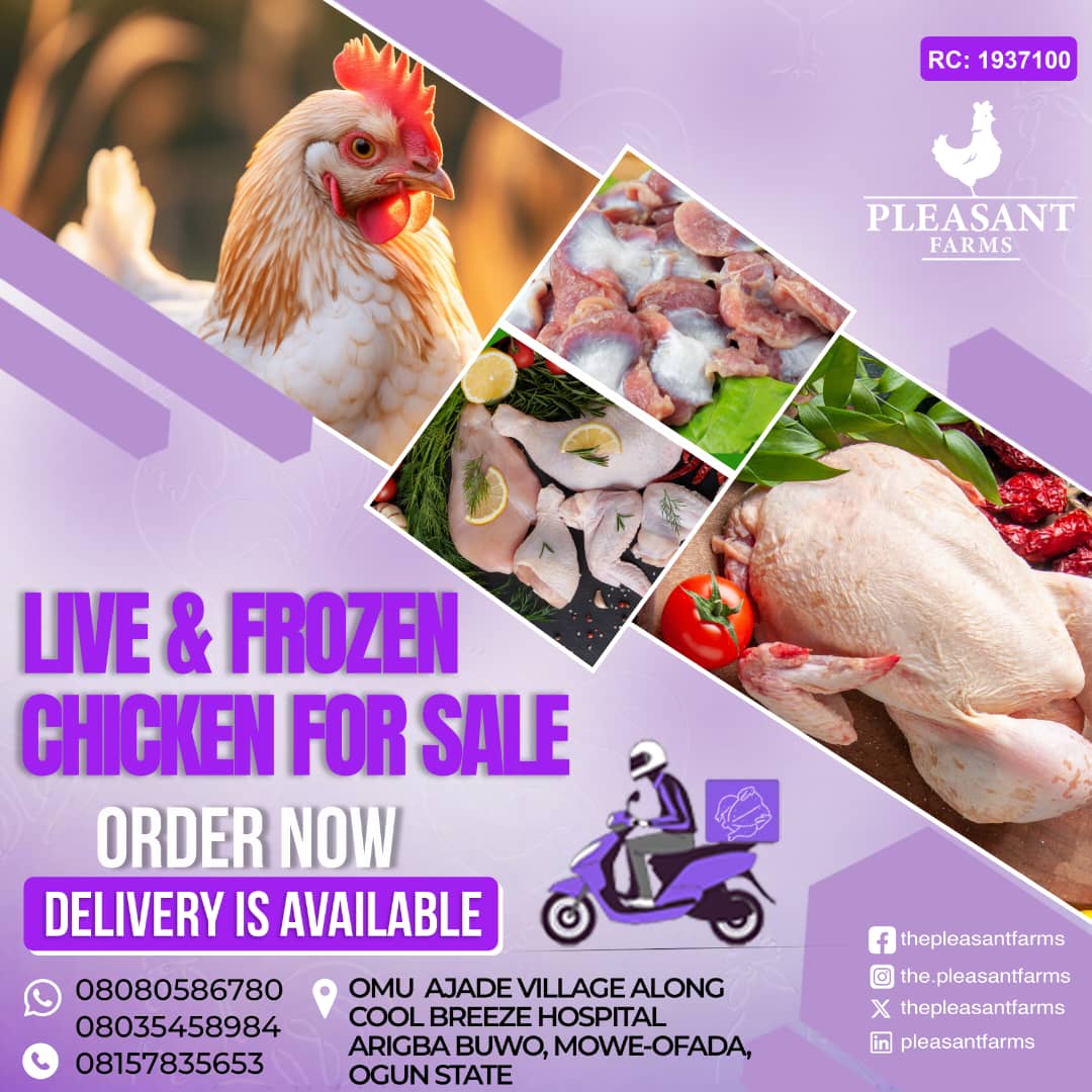 thepleasantfarm's tweet image. 🐔 Premium Live &amp;amp; Frozen Chicken – Fresh from the Farm!

#FreshChicken #PleasantFarms #ChickenDelivery #FrozenChickenNigeria #PoultryFarmOgun #OrderChickenOnline #FarmFresh