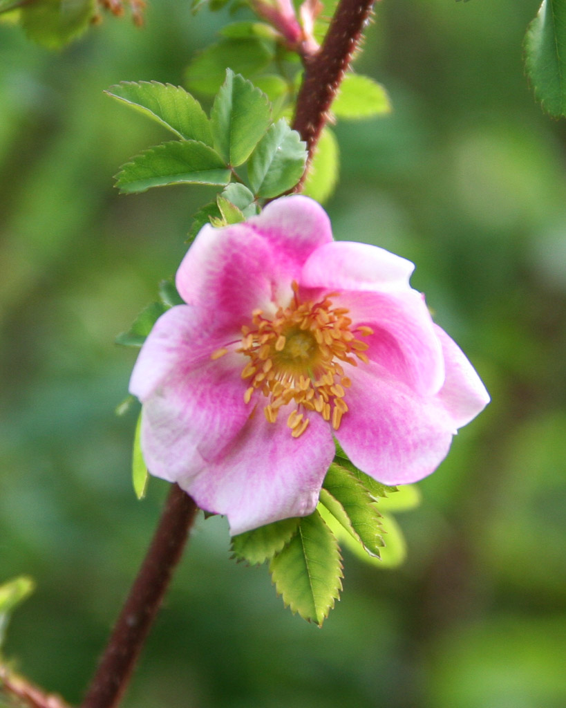#12meses12plantas | Rosa | Sección I: Pimpinellifoliae 🌹Otros ejemplos notables de este grupo:
5 'Maigold' 
6 Rosa pimpinellifolia 'Grandiflora' 
7 'Mary Queen of Scots' 
#270aniversariorjb
📷: M. Esteban ©RJB-CSIC