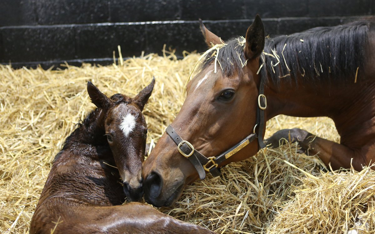 Here is one of our latest arrivals for #FoalFriday, a Night Of Thunder full sister to Royal Ascot Group winner Fairy Godmother. Her dam, Scintilating (Siyouni) was a juvenile winner and has produced two stakes performers/winners from her first two foals #RPFoalGallery