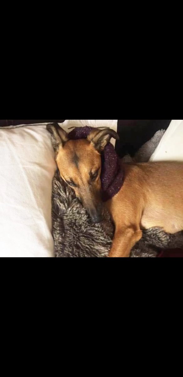 MissingPetsGB's tweet image. Over 7 years now we have been pleading for Ruby's return, or even just to know how she is 😔

Why are we still waiting.. ? 

We know Ruby is out there somewhere, the net is getting tighter... call now with the info we need on Ruby

Ruby stolen #buckinghamshire #uk #FindRubyFriday