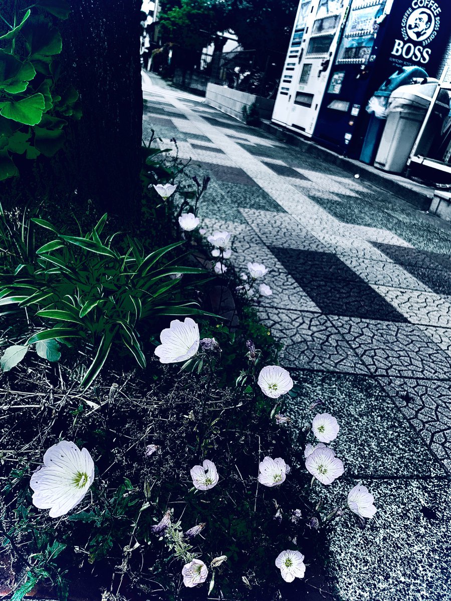 allonelive tweet media