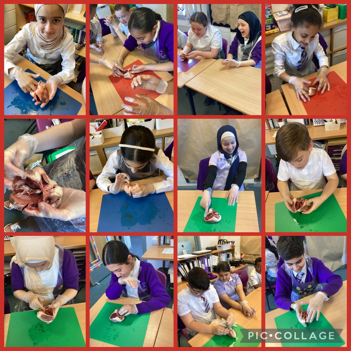 HolyFamilyL8_6L's tweet image. We discovered the anatomy of the heart this week in Science #CirculatorySystem