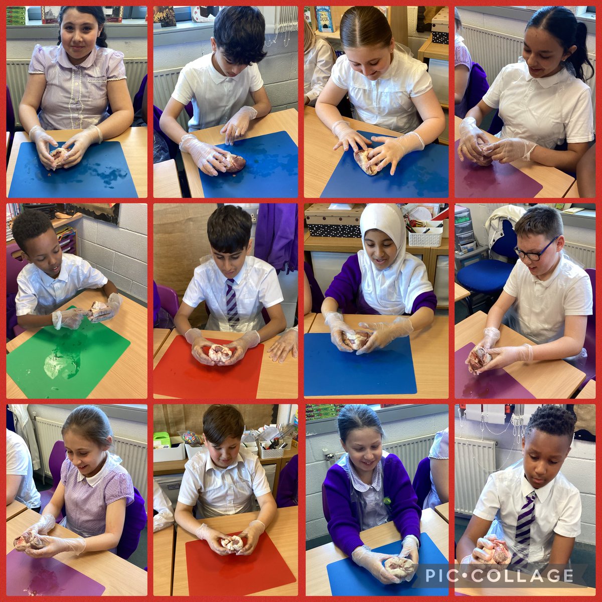 HolyFamilyL8_6L's tweet image. We discovered the anatomy of the heart this week in Science #CirculatorySystem