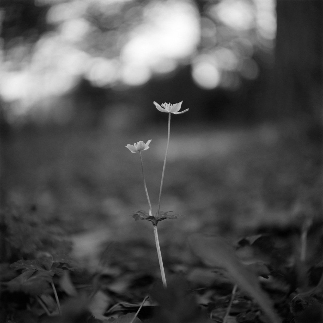 kei_arika's tweet photo. Days.
小金井公園 2025.04

RolleicordⅠ / Triotar 7.5cm F4.5 / DELTA100

#rolleicord #rolleicord1 #rollei #carlzeiss #triotar #ilford #delta100 #filmphotography https://t.co/PX2hqMYVJV