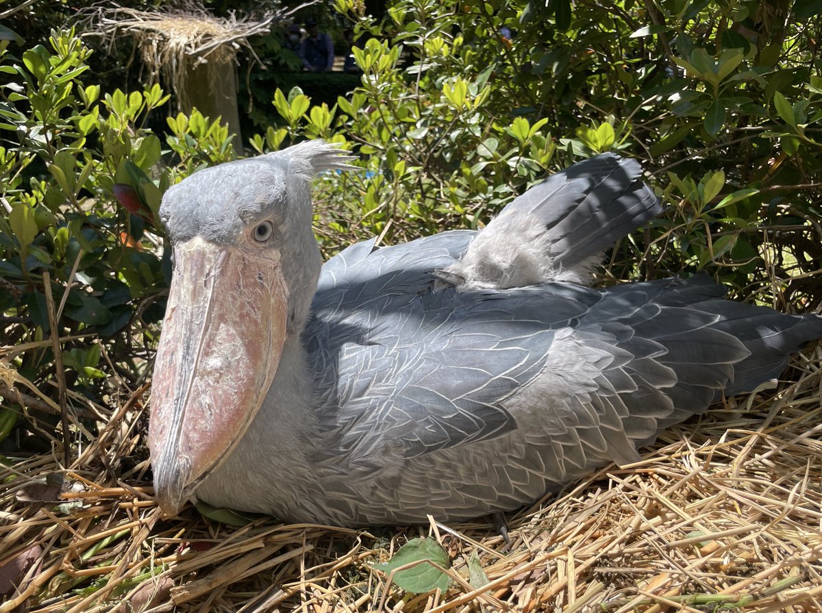 昨日の夜、ハシビロコウのしずかが産卵しました！ 国内の飼育下での