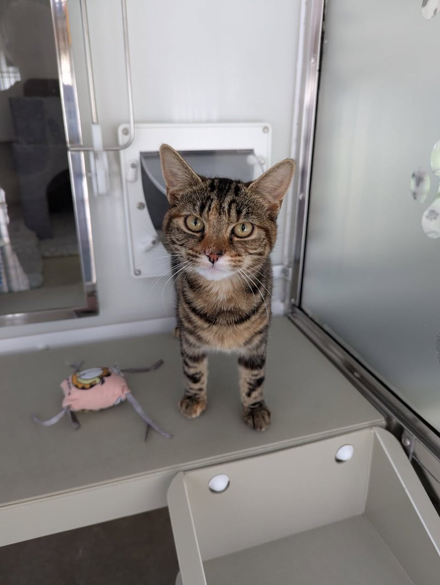 Does anyone recognise this lovely little cat found in Bromyard #Herefordshire now safe with us. Was limping but seems fine now. We have checked for a microchip but there isn't one. Please call us on 01432 277543 if you have any information. Thank you 😀