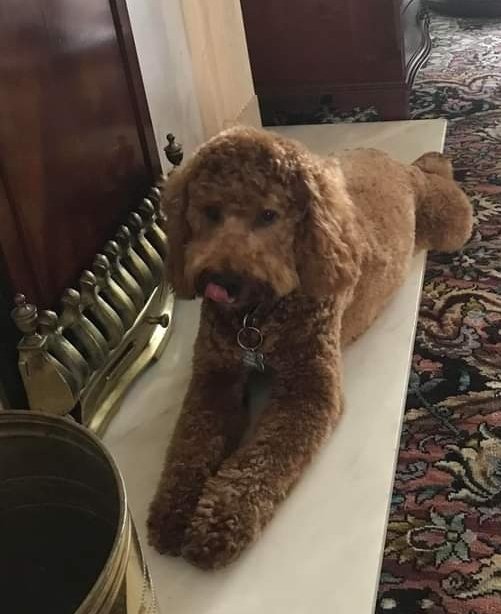 MissingPetsGB's tweet photo. CHEWIE went #missing in #Ranskill #Nottinghamshire #DN22 two years ago today.
There is a reward for his safe return to his family.
Have you seen a dog like Chewie anywhere? #stolendoghour https://t.co/mg3eMmKo92