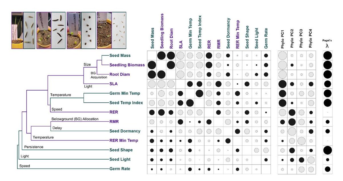 🌱Are the traits of seeds &amp; seedlings linked? Evidence from multiple dryland species points to strong coordination in some cases, but not others. This could suggest complex, multidimensional variation in the recruitment strategies of co-occurring species👇
buff.ly/JPvHPIU