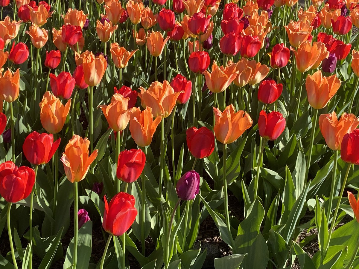 Retyred4good's tweet photo. #FlowersOnFriday
Happy Friday! https://t.co/K7AJRRxqs4