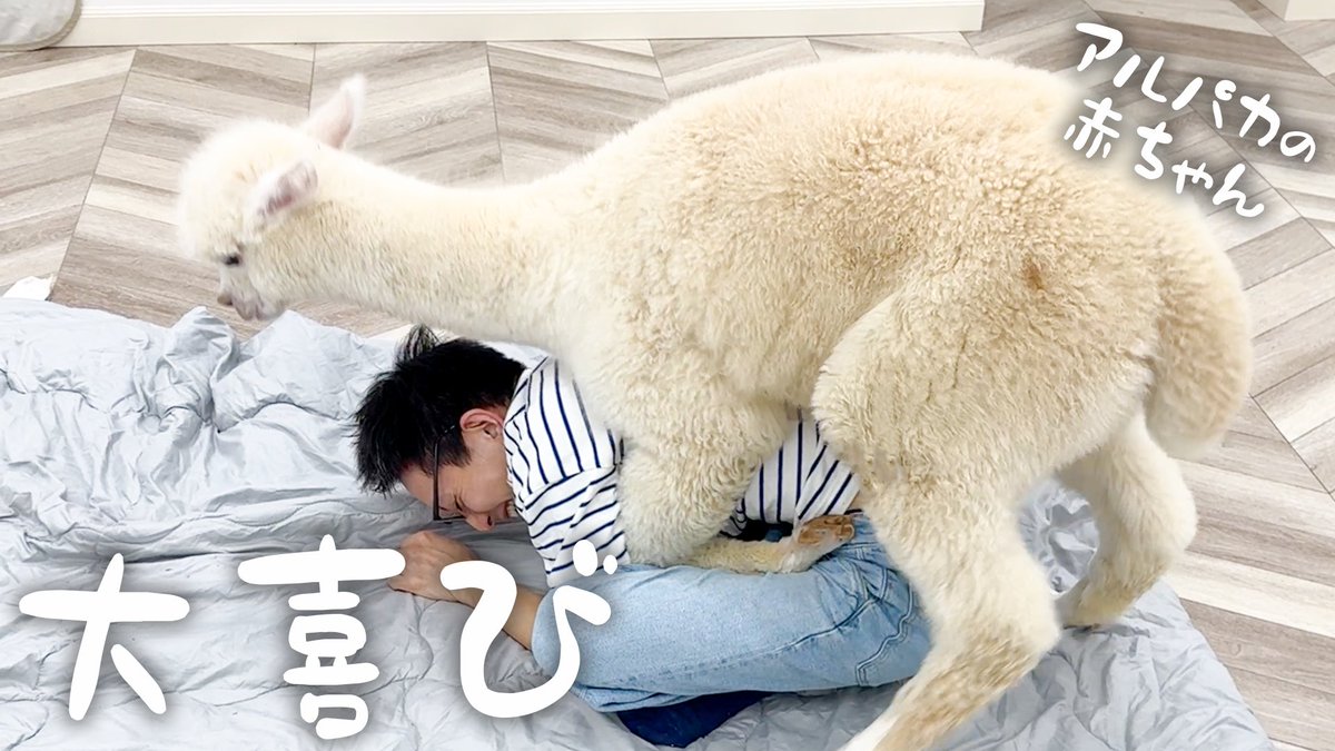 alpacafuwa's tweet image. 帰宅5秒でアルパカに襲われた🦙
愛が重すぎるアルパカの赤ちゃん、爆誕。
👇【動画の続きはリプ欄へ】
#アルパカ #モコちゃん #フワ野家 #動物好きさんと繋がりたい