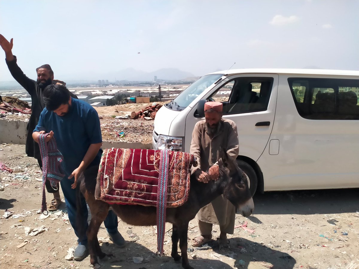 Nowzad's tweet image. Happy World Donkey Day 2025!
Today, we’re highlighting the incredible work of #Nowzad’s vital Working Animal Programme in Kabul. Donating can make the difference for an overworked and malnourished #donkey 🙏