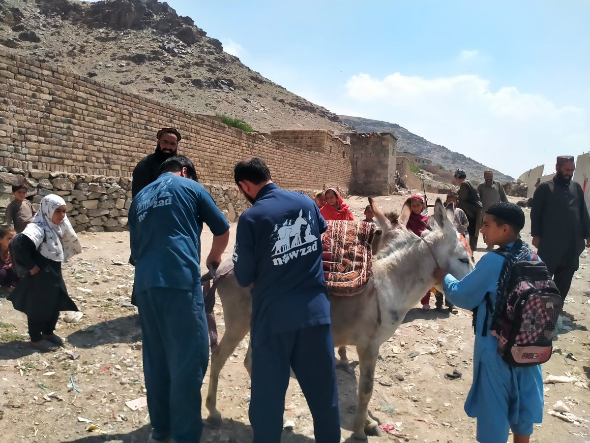 Nowzad's tweet image. Happy World Donkey Day 2025!
Today, we’re highlighting the incredible work of #Nowzad’s vital Working Animal Programme in Kabul. Donating can make the difference for an overworked and malnourished #donkey 🙏