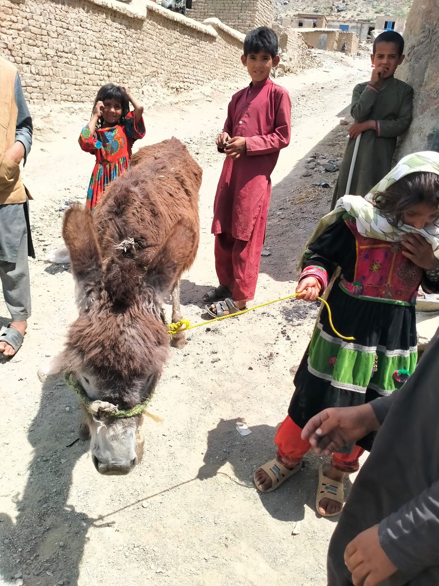 Nowzad's tweet image. Happy World Donkey Day 2025!
Today, we’re highlighting the incredible work of #Nowzad’s vital Working Animal Programme in Kabul. Donating can make the difference for an overworked and malnourished #donkey 🙏
