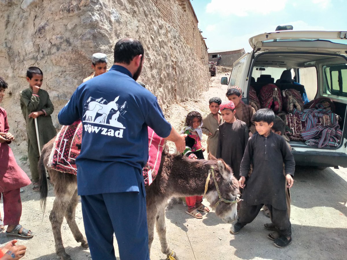 Nowzad's tweet image. Happy World Donkey Day 2025!
Today, we’re highlighting the incredible work of #Nowzad’s vital Working Animal Programme in Kabul. Donating can make the difference for an overworked and malnourished #donkey 🙏