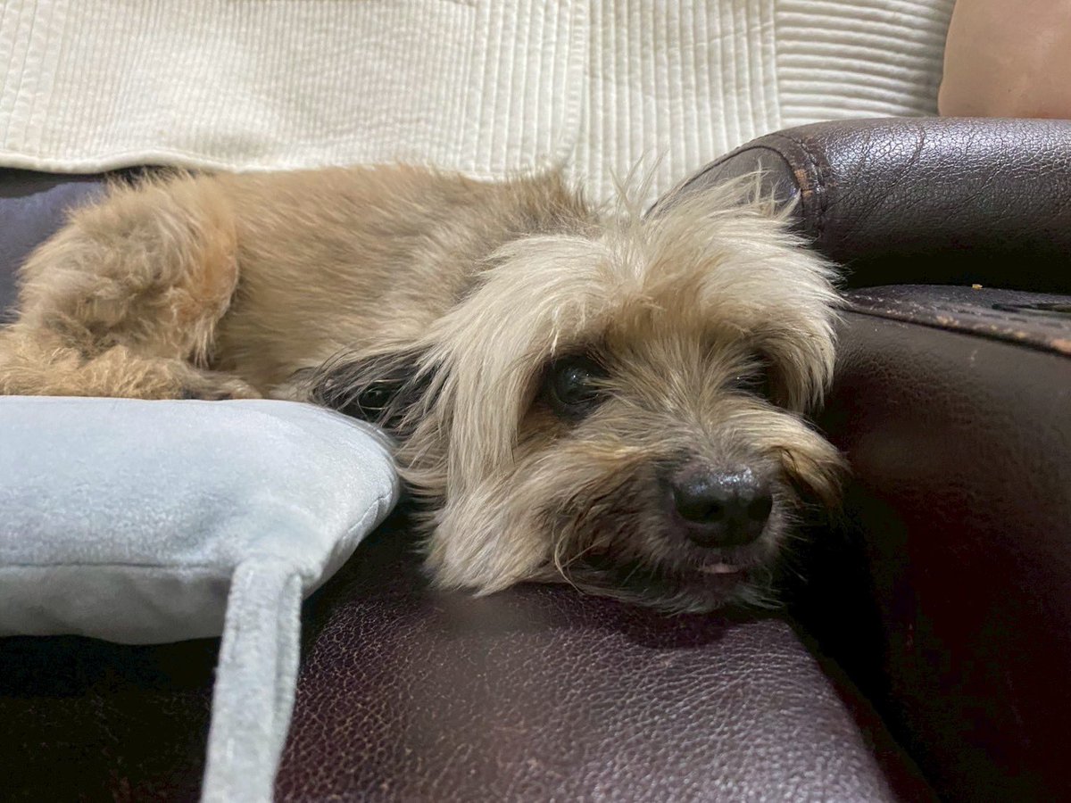 773jyanechan's tweet photo. 先週のゴールデンウィークで11年ぶりにフィリピンの家帰ったんだけど
飼ってる犬がBack To The Futureでしか見ない犬だった https://t.co/wLCLA1knRg