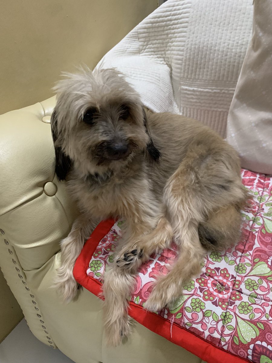 773jyanechan's tweet photo. 先週のゴールデンウィークで11年ぶりにフィリピンの家帰ったんだけど
飼ってる犬がBack To The Futureでしか見ない犬だった https://t.co/wLCLA1knRg