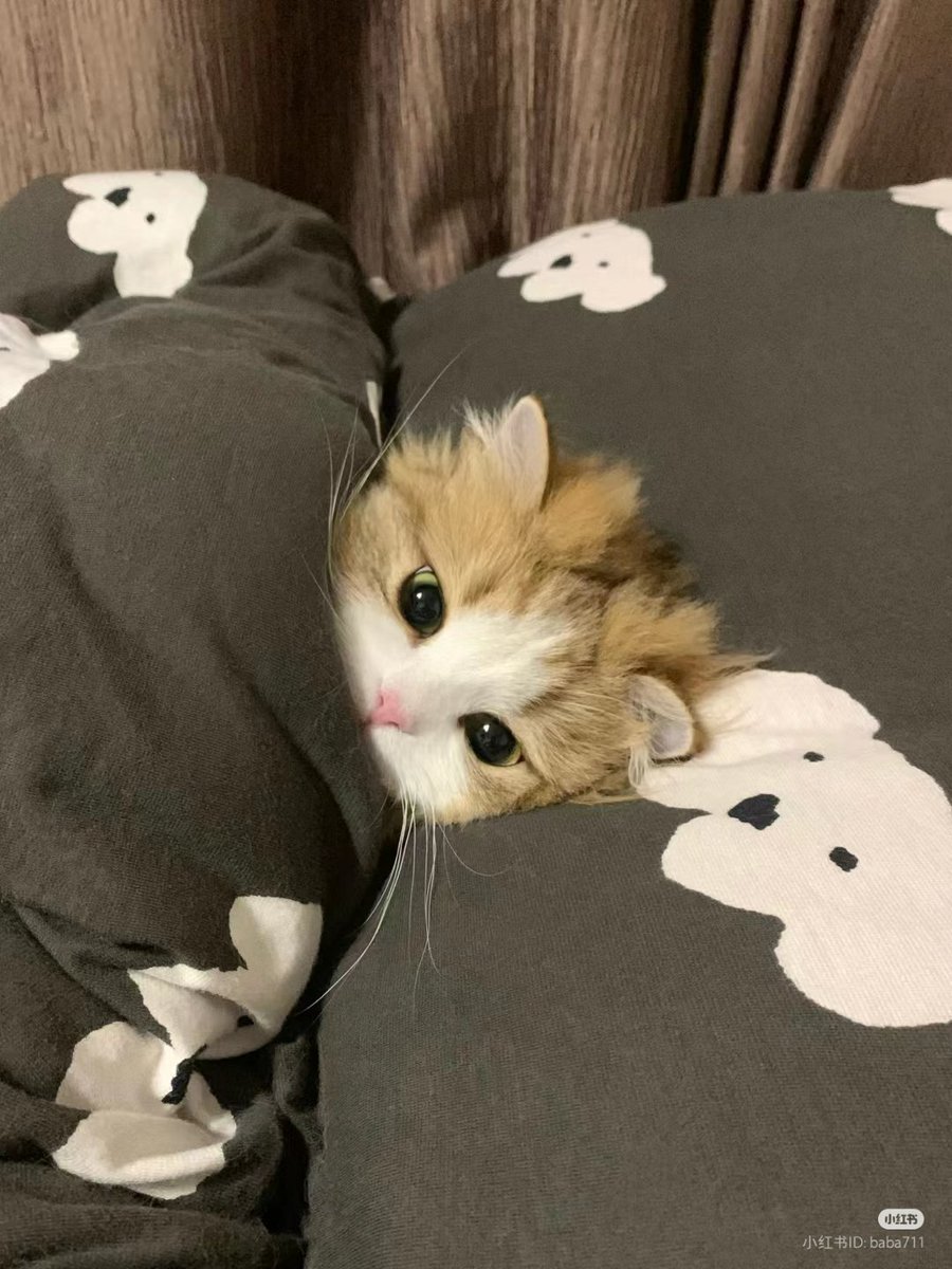 nocontextscats's tweet photo. Good night  😴 https://t.co/higlnPx82T